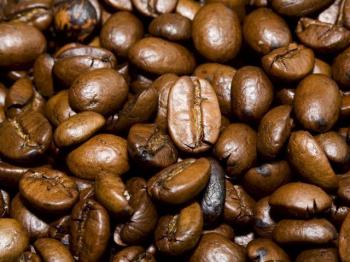 Coffea arabica Coffea arabica